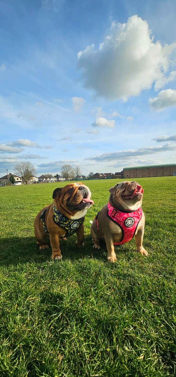 Customer photo review of Comfort Premium Harness | Non Restrictive - Lightning