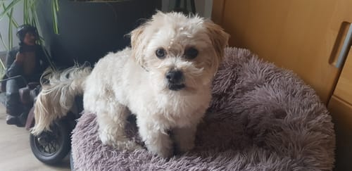 Customer photo review of Relax Time