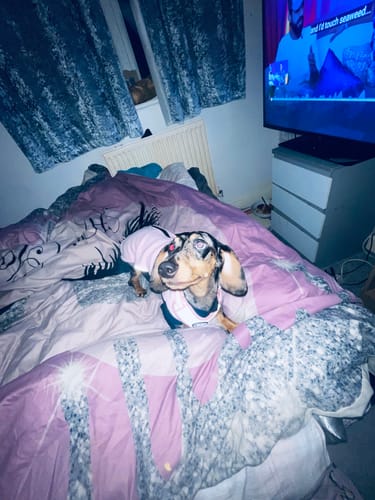 Customer photo review of Dog Fleece With Zip - Pink