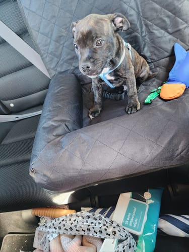 Customer photo review of Car Seat Cover