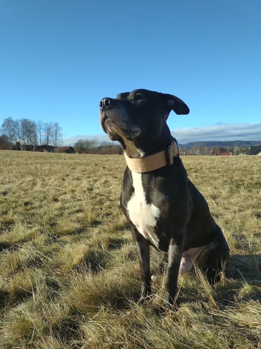 Customer photo review of 5cm Combat® Collar | With Handle & Secure Clip - Tan