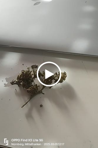 Customer video review of 🍉 Melon Kush - POWER LVL: 4/5