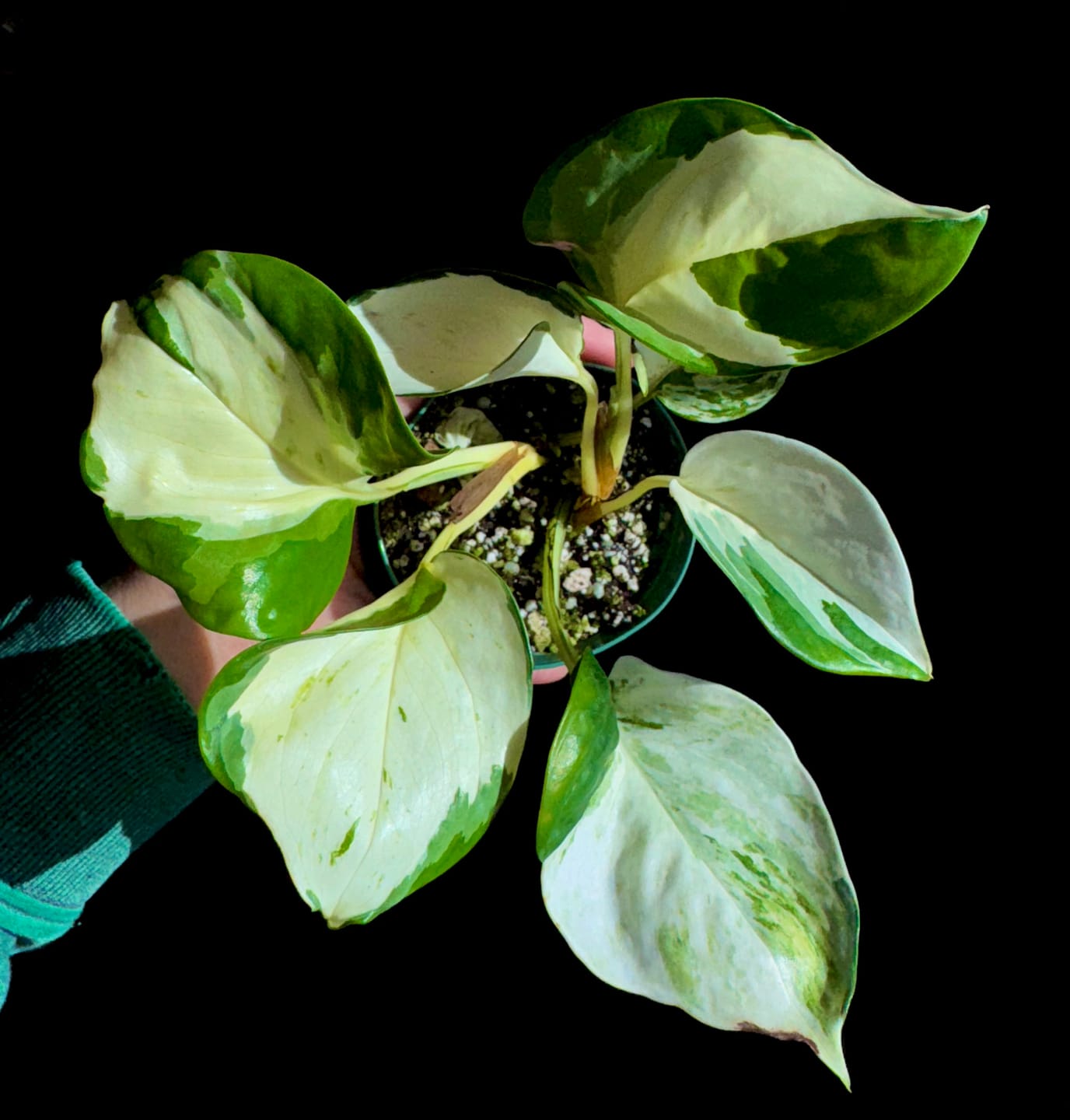 Customer photo review of Pothos Epipremnum aureum 'Manjula'
