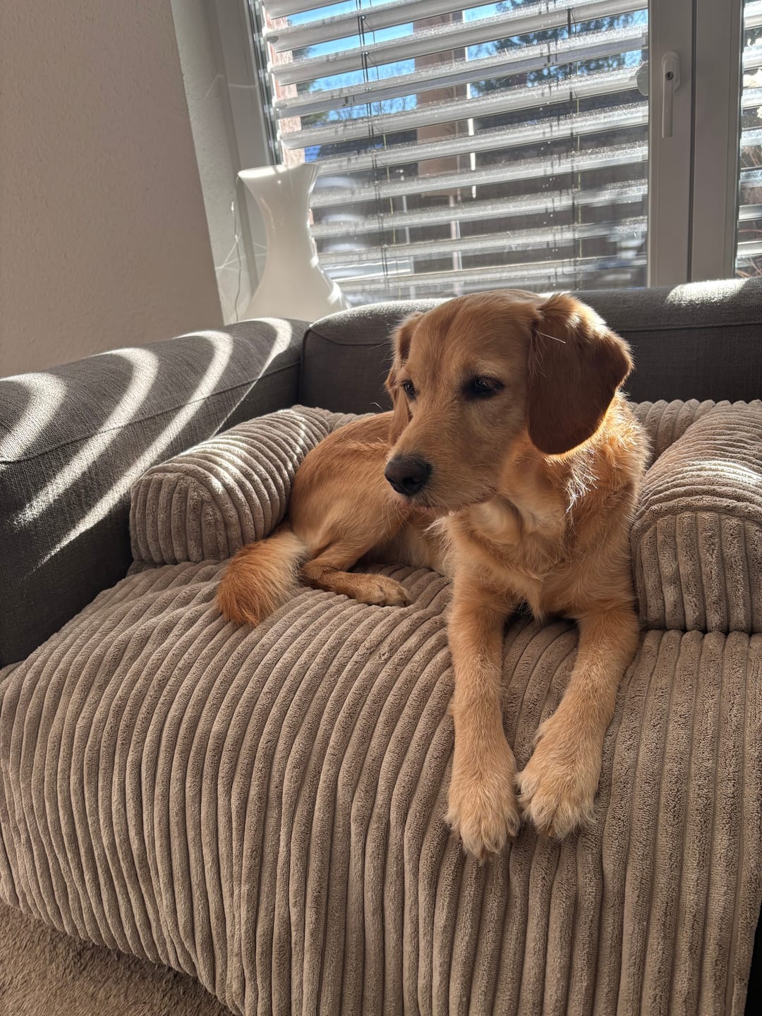 Customer photo review of Belune Hundecouch Deluxe