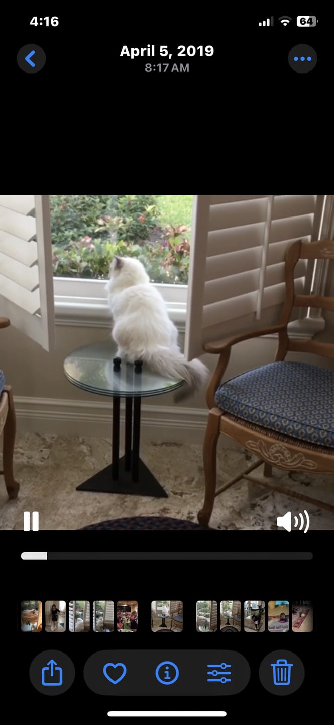 Customer photo review of Freeze Dried Chicken Treats