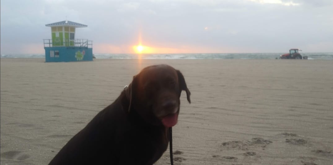 Customer photo review of 12 Inch Jumbo Braided Bully Stick