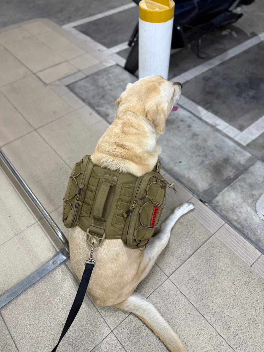 Customer photo review of MAMMOTH DOG PACK