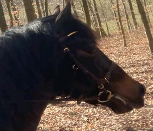 Customer photo review of CAMPAIGN- Odessa Bonita Multi bridle - MASEGO bit to bitless system