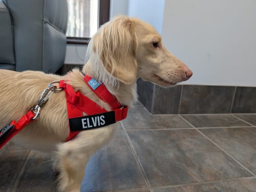 Customer photo review of Dog Lovers Pack - Red
