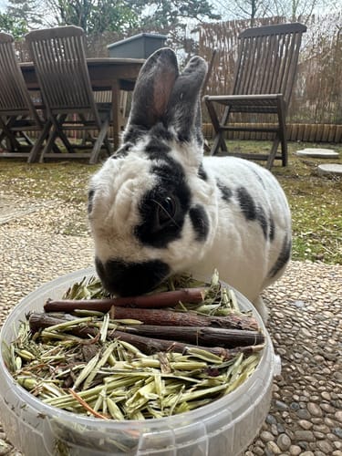 Customer photo review of Box de Printemps – Éveillez les papilles de votre lapin !