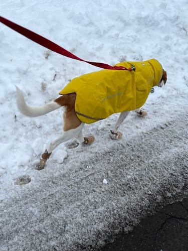 Customer photo review of All Weather Dog Booties - Doccasins - 1 pair