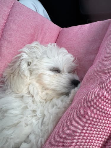 Customer photo review of Trapuntina Arrotolabile Cotone Urban