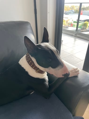 Customer photo review of Hand Made Leather Dog Collar- RuffNeck Brown & Brass (Regular Fit) - On Sale