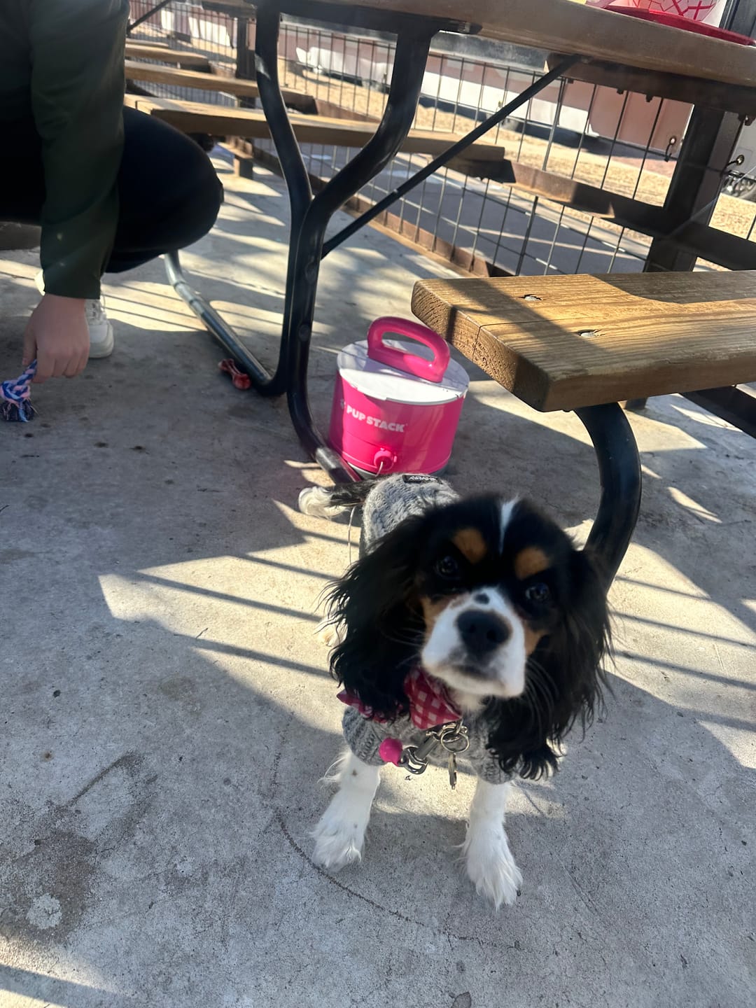 Customer photo review of Pup Stack