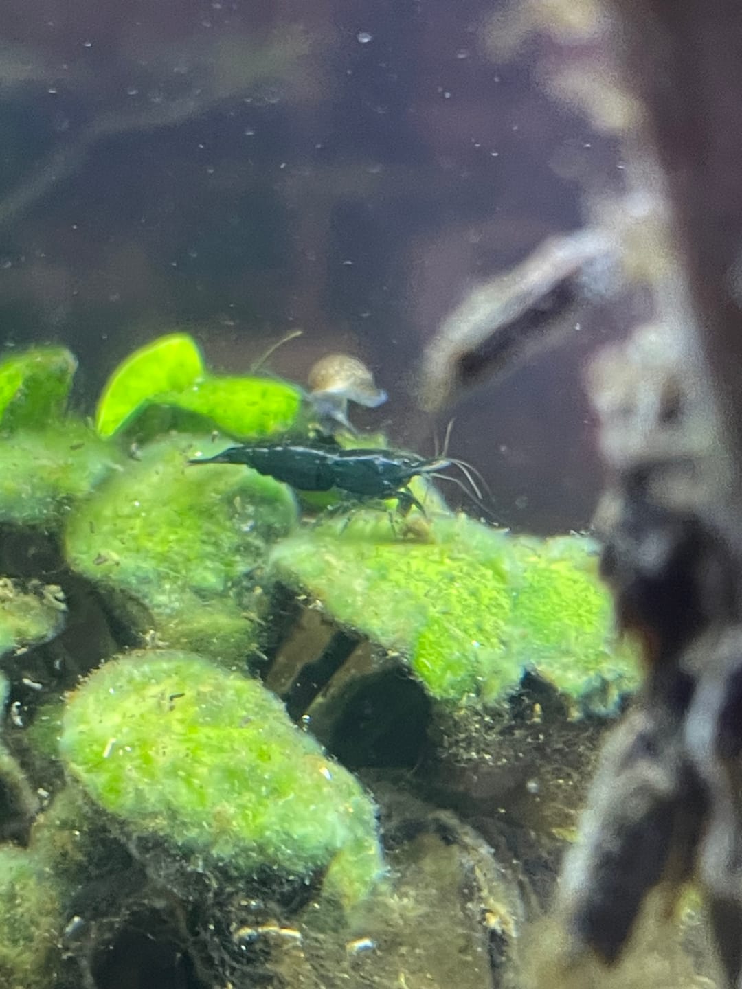 Customer photo review of Green Jade Shrimp