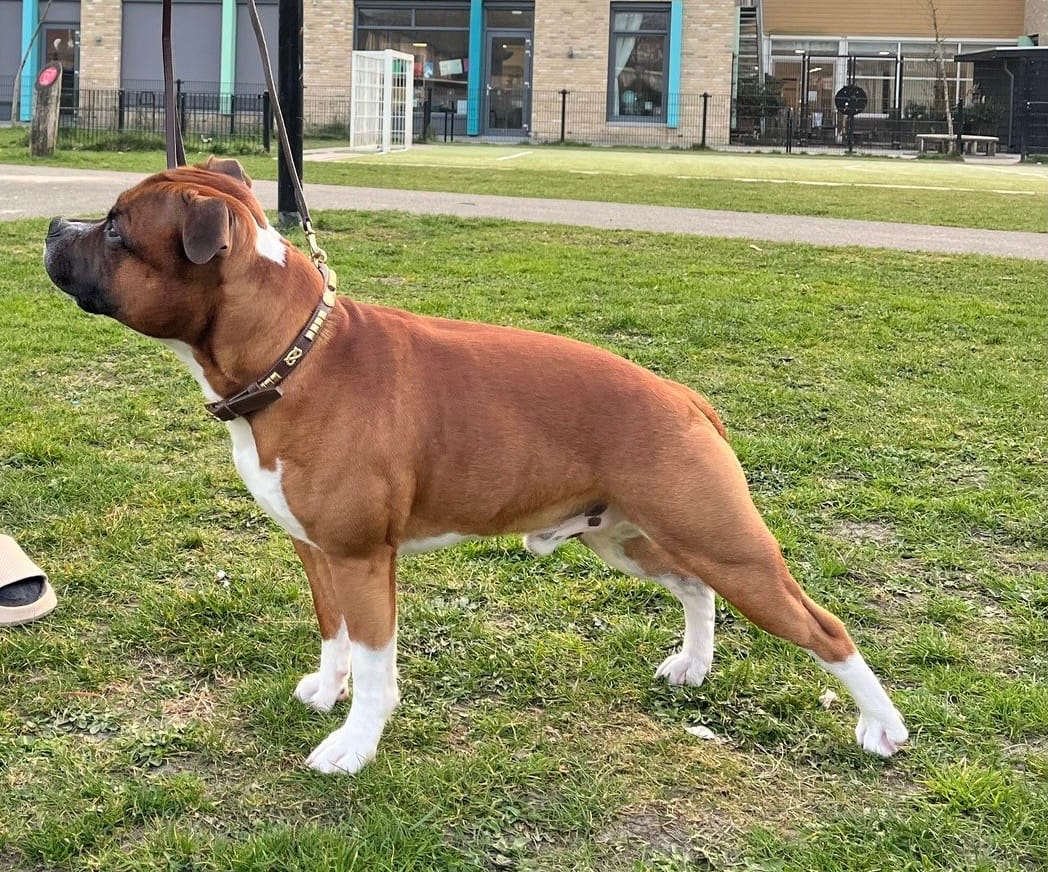 Customer photo review of Staffordshire Bull Terrier 1935® Show Collar & Leash Set - Champion - Brown & Gold