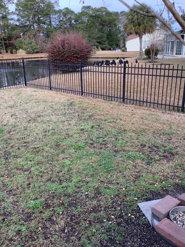 Customer photo review of Ostrich Chunky Bones (4" x 2" - 2 Pack): The Long-Lasting, Flavor-Packed Bones for Small to Medium Dogs