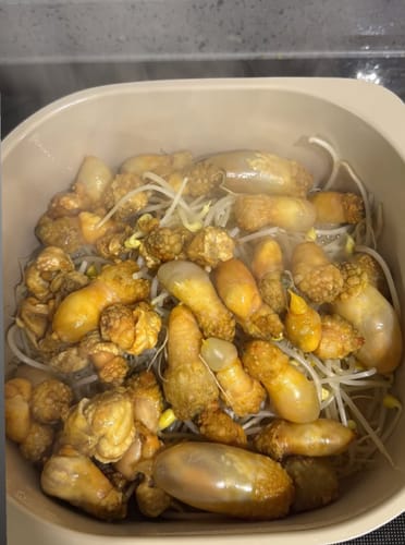 Customer photo review of [산지직송] 통영 진동 제철 활 미더덕 ‼️