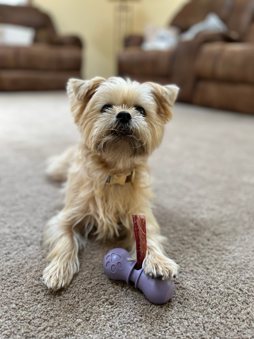 Customer photo review of 4 Inch Thin Bully Sticks