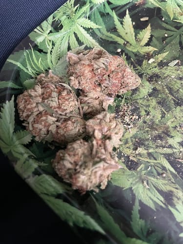 Customer photo review of Berry White  - 14 Grams Full Size Bud - Indica