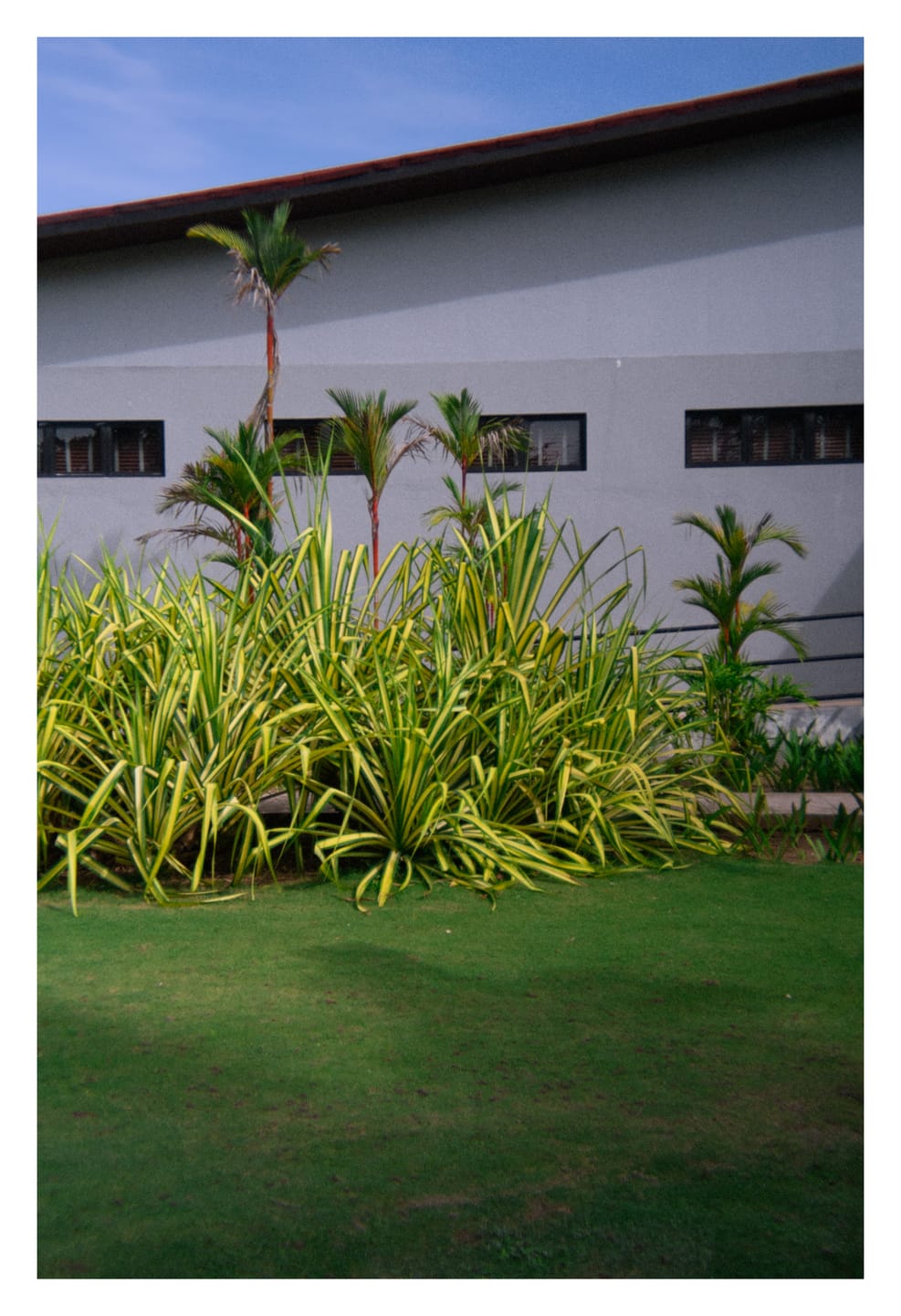 Customer photo review of Film Preset Pack (Digital Download)