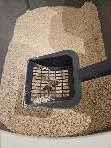 Customer photo review of Naturreines Katzenstreu