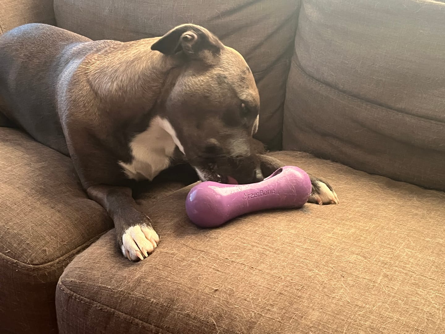 Customer photo review of Freezstick - Indestructible Enrichment Chew