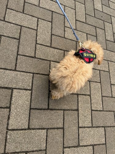 Customer photo review of FunFunPet 高機能ハーネス（お名前タグ作成サービス付き）