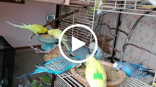 Customer video review of Wiesenkraft