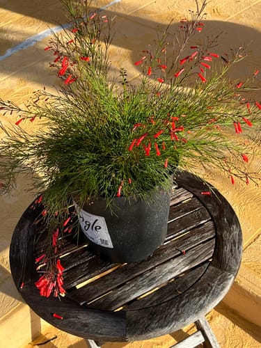 Customer photo review of Firecracker