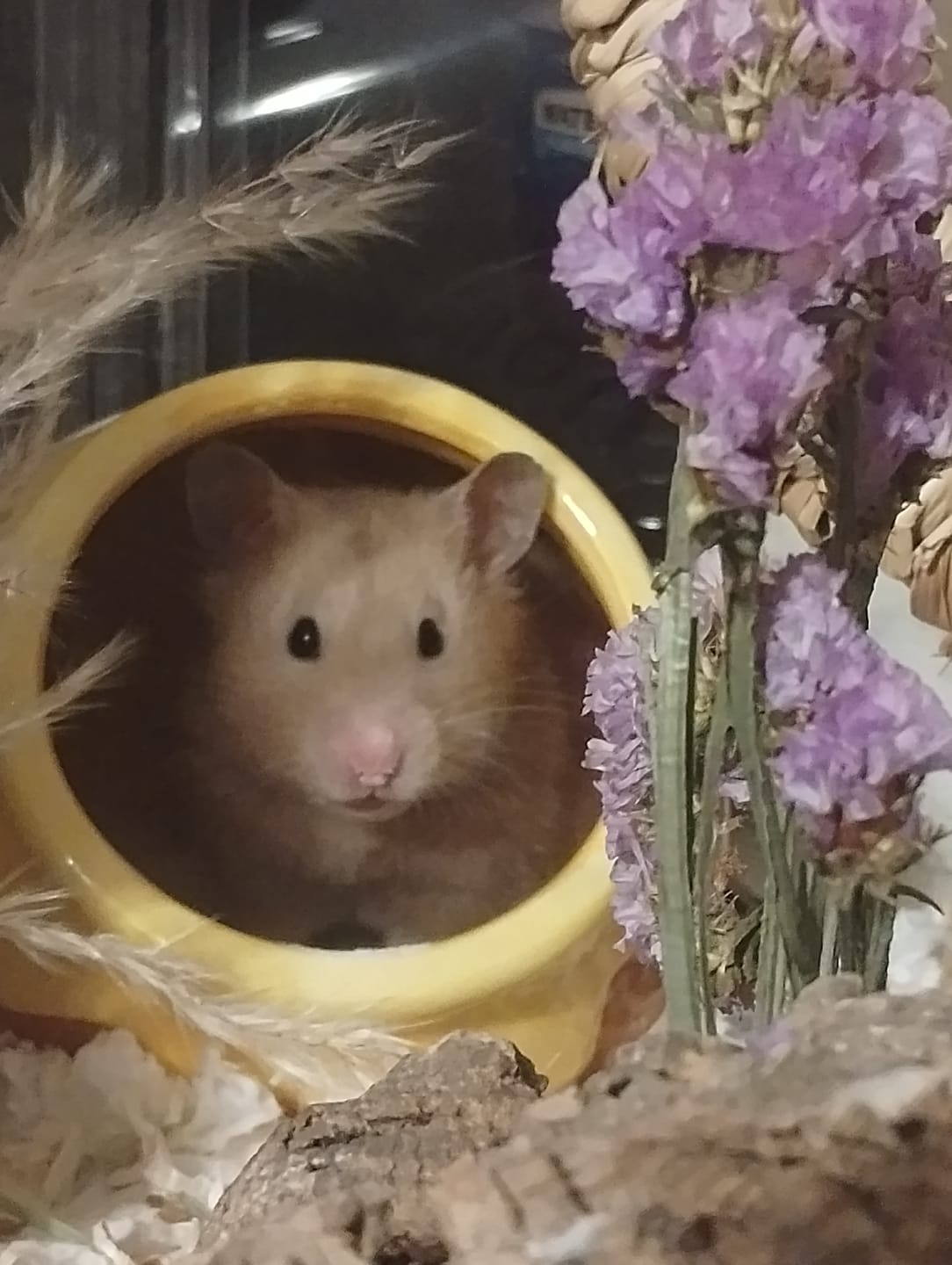 Customer photo review of Niteangel Stacker Series Hamster Cage: - Stackable & Large Glass Terrarium (ca. 558 Sq In) for Hamster  or other Small-sized Pets