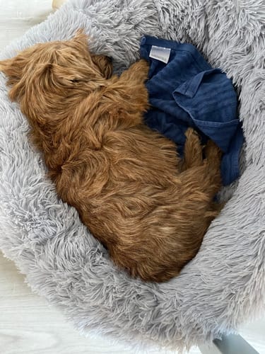 Customer photo review of CalmBed överdrag