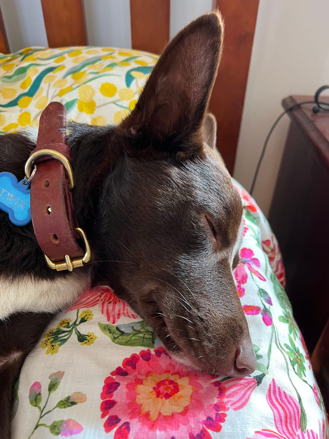 Customer photo review of Dog Collar