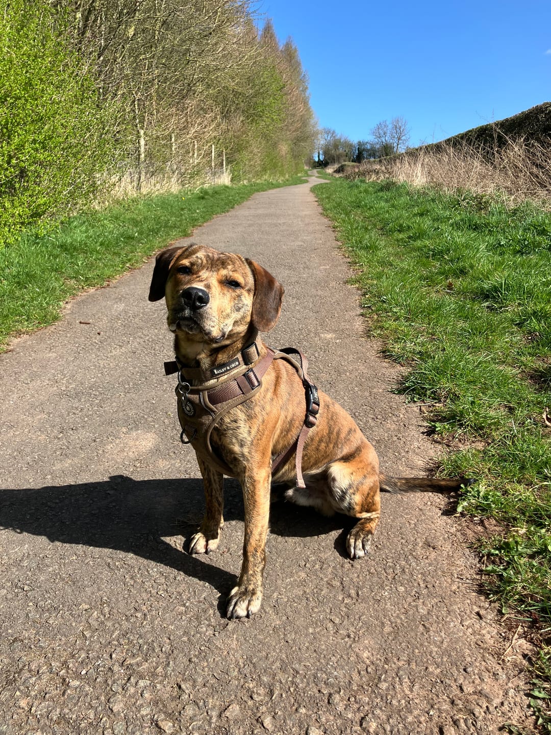 Customer photo review of Trail & Glow Tweed Dog Harness - Oxford Tweed
