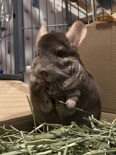 Customer photo review of Timothy Hay Box 'Blend'