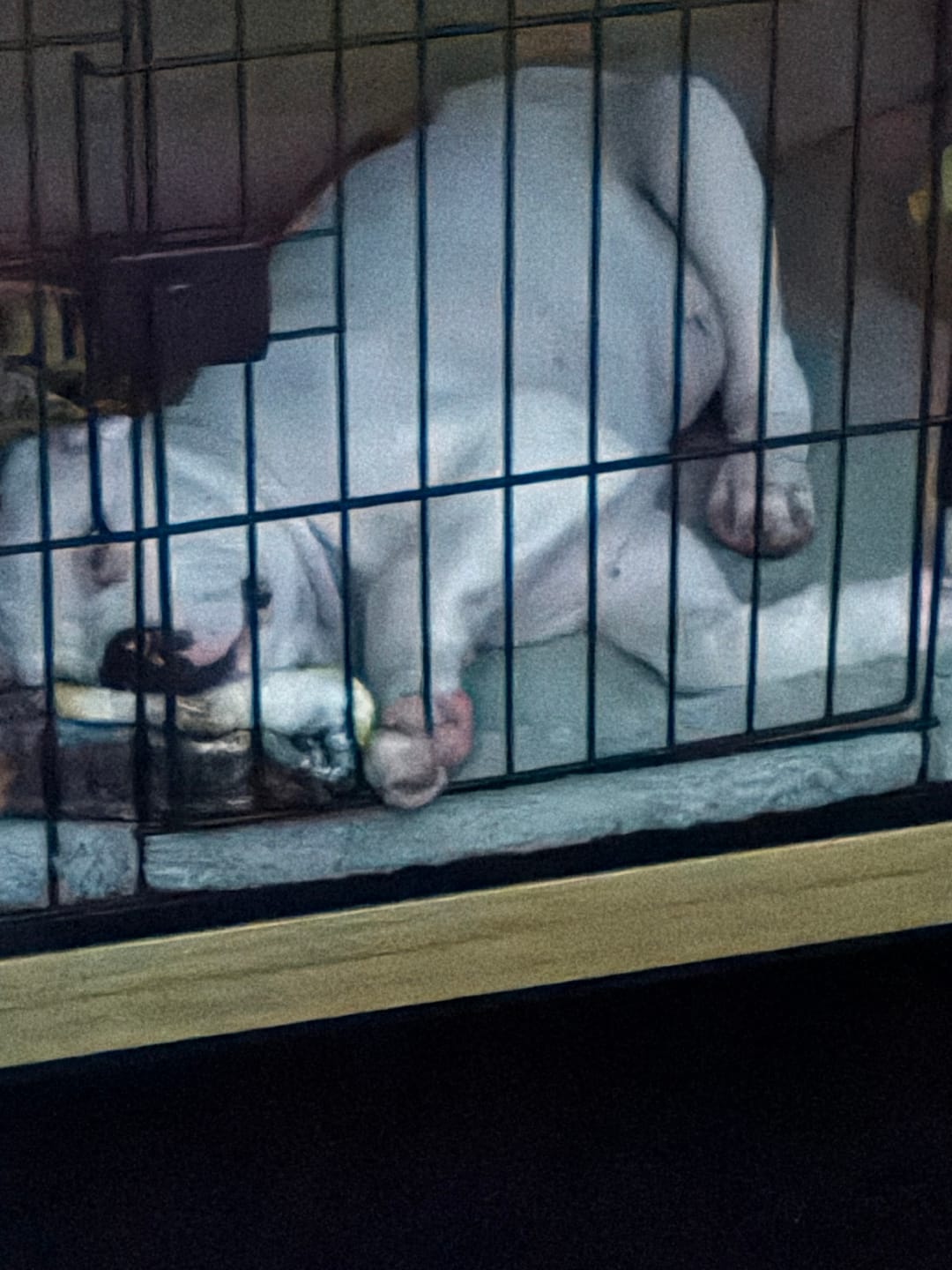 Customer photo review of PaWz Premium Wooden Wire Dog Kennel