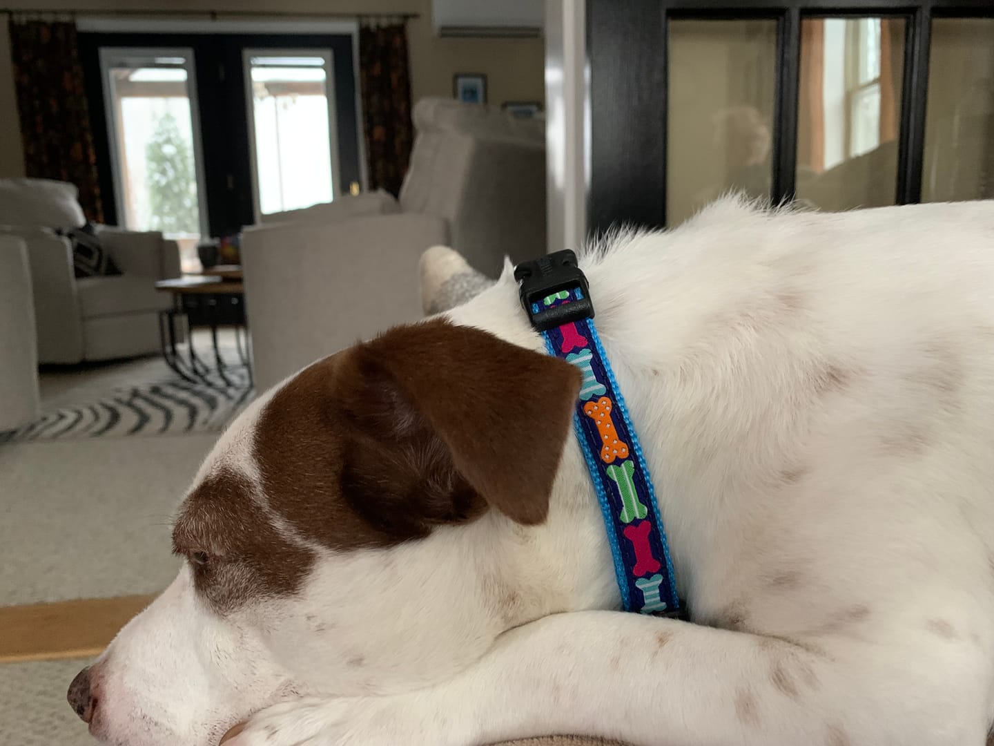 Customer photo review of Collar | Big Bones