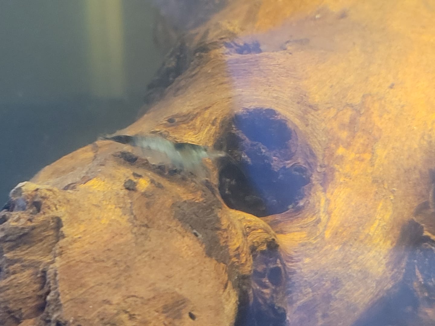 Customer photo review of Carbon Rili Shrimp