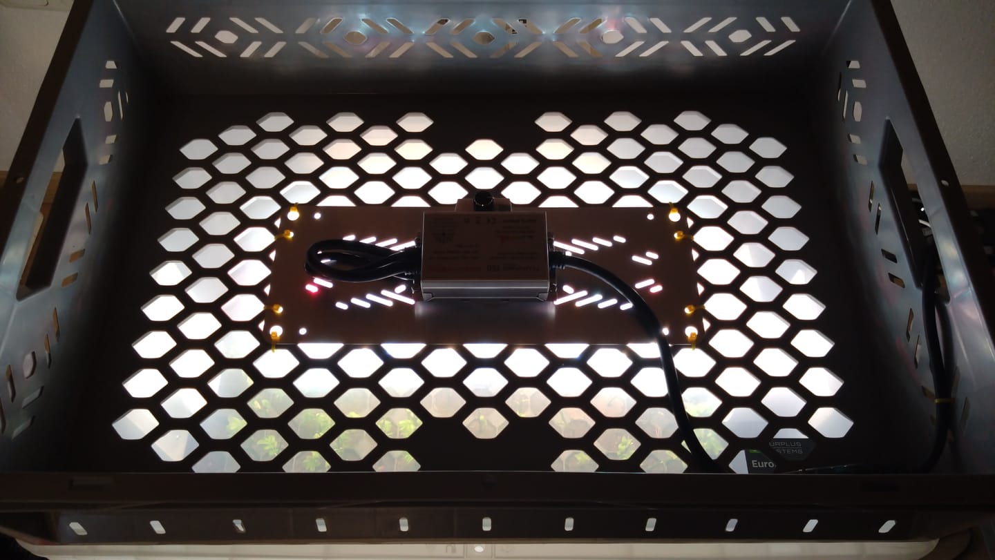 Customer photo review of Pflanzenlampe von Wurzelwerk & CreScience