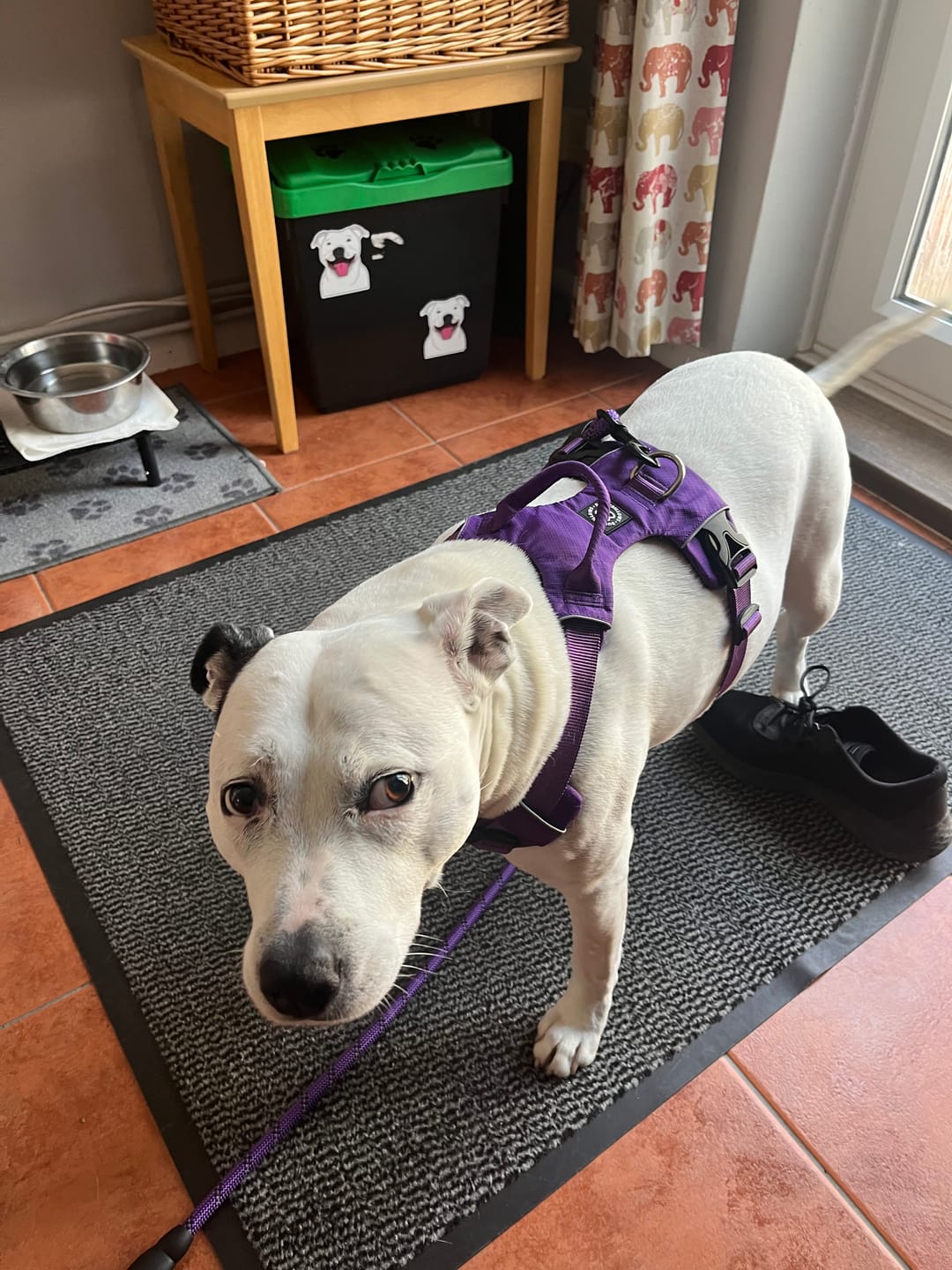 Customer photo review of Air Harness | Anti-Pull & With Handle - Purple