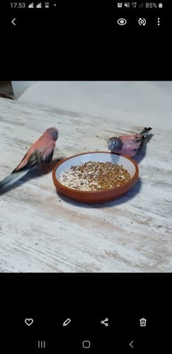 Customer photo review of Großsittich Basic