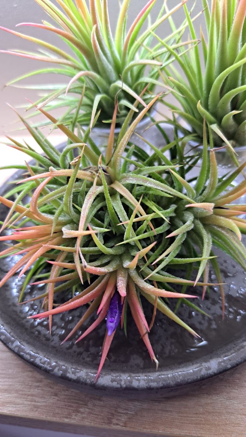Customer photo review of Tillandsia ionantha 'mexico' - PULK