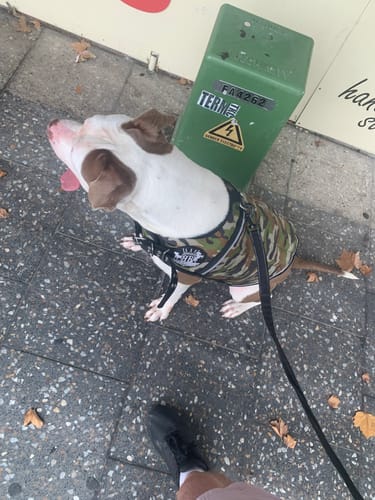 Customer photo review of Canine Weight Vest - CAMO