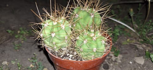 Customer photo review of Trichocereus terscheckii | South American Saguaro