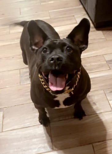 Customer photo review of Cuban Link Chain Dog Collar - Gold