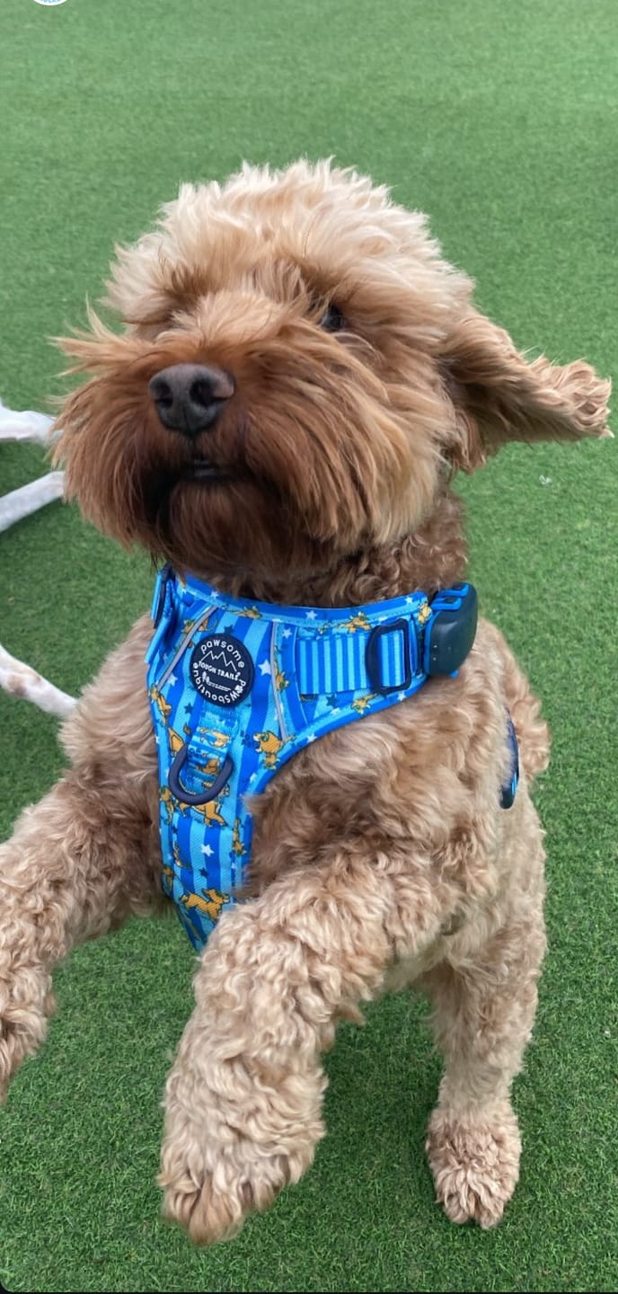 Customer photo review of Disney© Tough Trails™ Harness - Simba