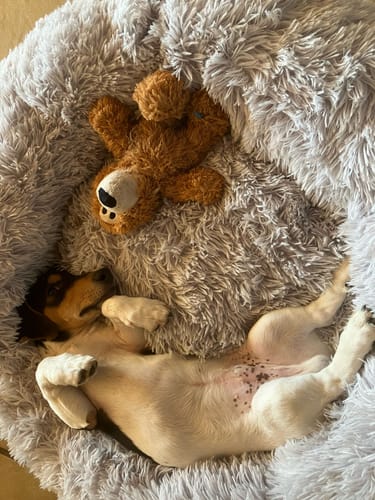 Customer photo review of Puppery Hundebett Wolke 7 - Das Original