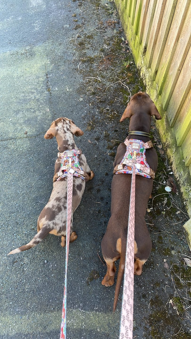 Customer photo review of Disney© Tough Trails™ Harness - Toy Story Friends