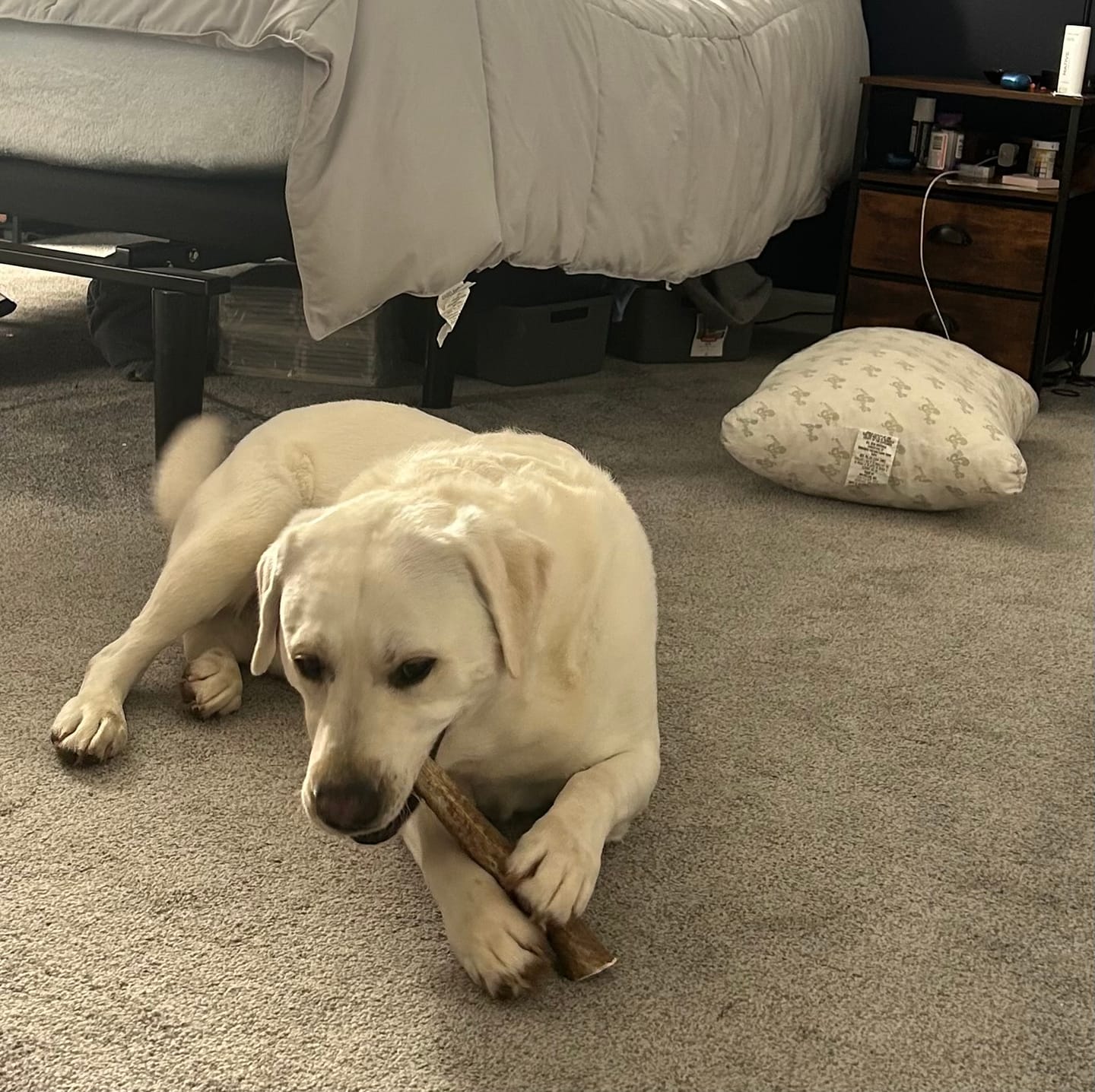 Customer photo review of Large Elk Chew
