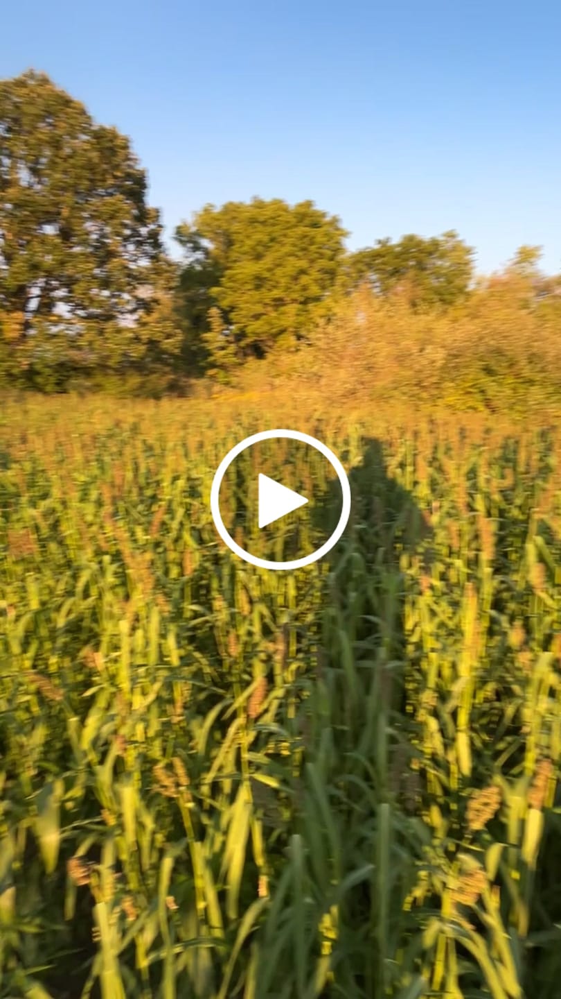 Customer video review of Dirty Bird™